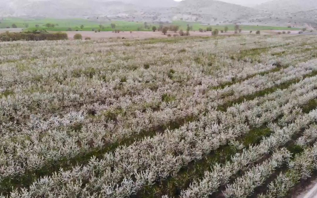 Yozgat’ta Baharın Gelmesiyle Meyve Ağaçları Çiçek Açtı