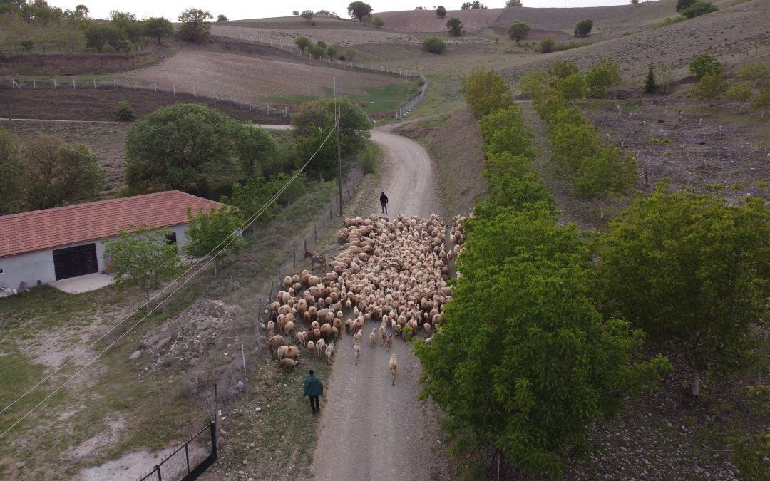 Amasya’da Koyun Sürülerinin Yayla Göçü Erken Başladı