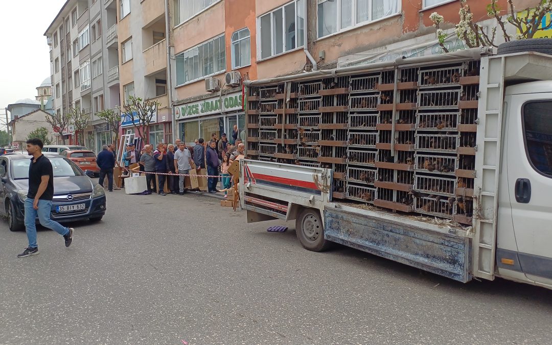 Düzce’de çiftçilere Yumurta Tavuğu Dağıtıldı, Uzun Kuyruklar Oluştu