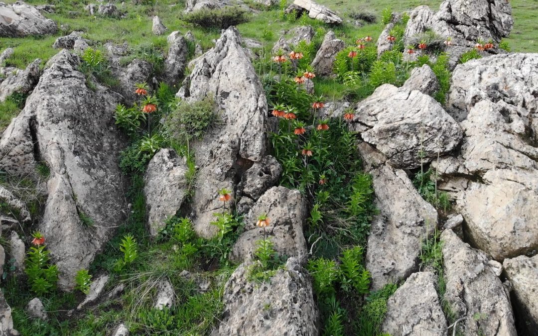 Bitlis’in Karşınbaşı Tepesi’nde Ters Lale Güzelliği