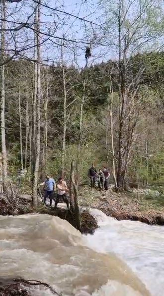 Artvin’de mahsur kalan yavru ayı kurtarıldı