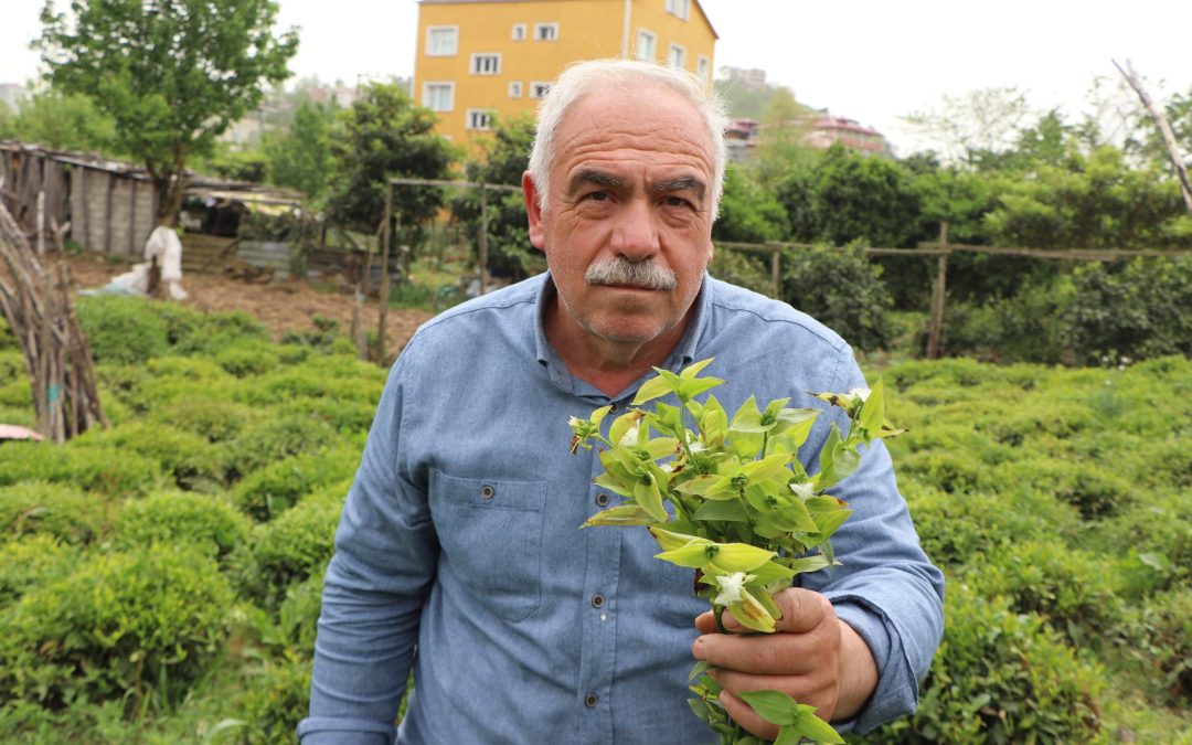 Telgraf otu çay üretimini tehlikeye sokuyor.