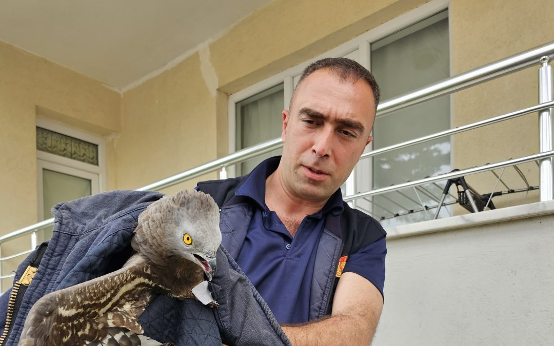 Yaralı Şahin Koruma Altına Alındı