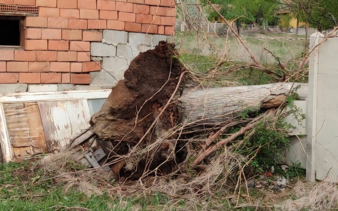 Fırtına asırlık dev ceviz ağacını sürükledi