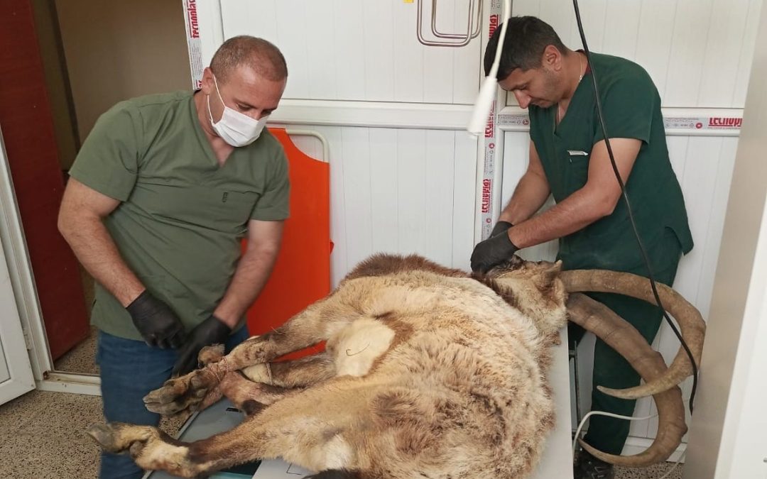 Hakkari’de Yaralı Yabani Teke Tedavi Altına Alındı