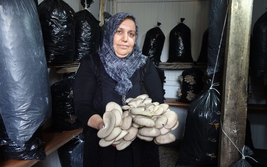 Ev Kadını Mantar Üretiyor ve Aile Ekonomisine Destek Oluyor