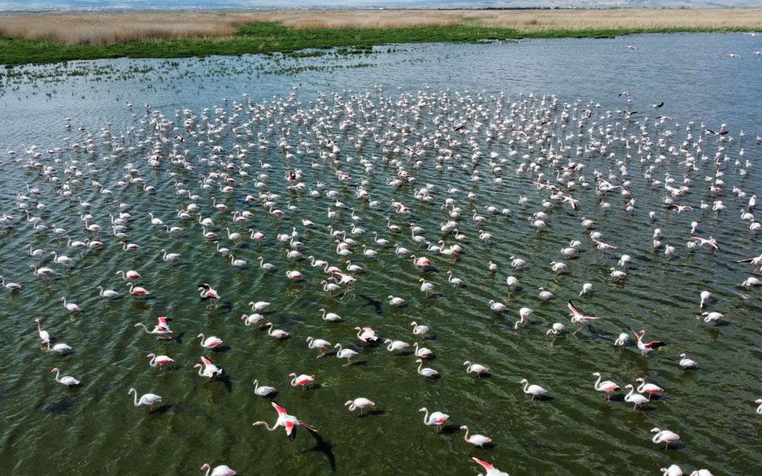 Flamingolar Eber Gölünde Geçici Konakladı