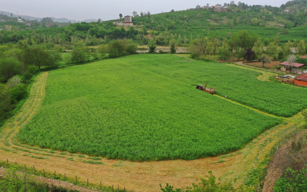 Ordu’da Tarım Makineleri İle Hasat Yapan Çiftçiler Teşekkür Etti