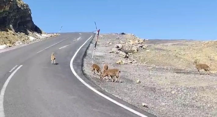 Dağ Keçileri Sürü Halinde Görüntülendi Hakkari’nin Çukurca İlçesinde