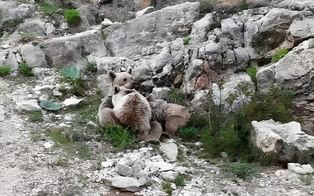 Tunceli’de Anne Ayı Yavrularını Emzirirken Görüntülendi