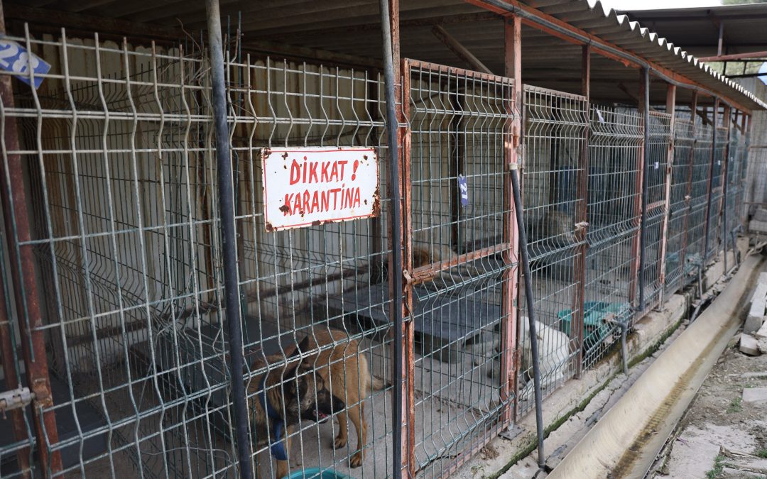 Kuduz Vakası Sonrası Toplanan Köpekler Tedavi Altında