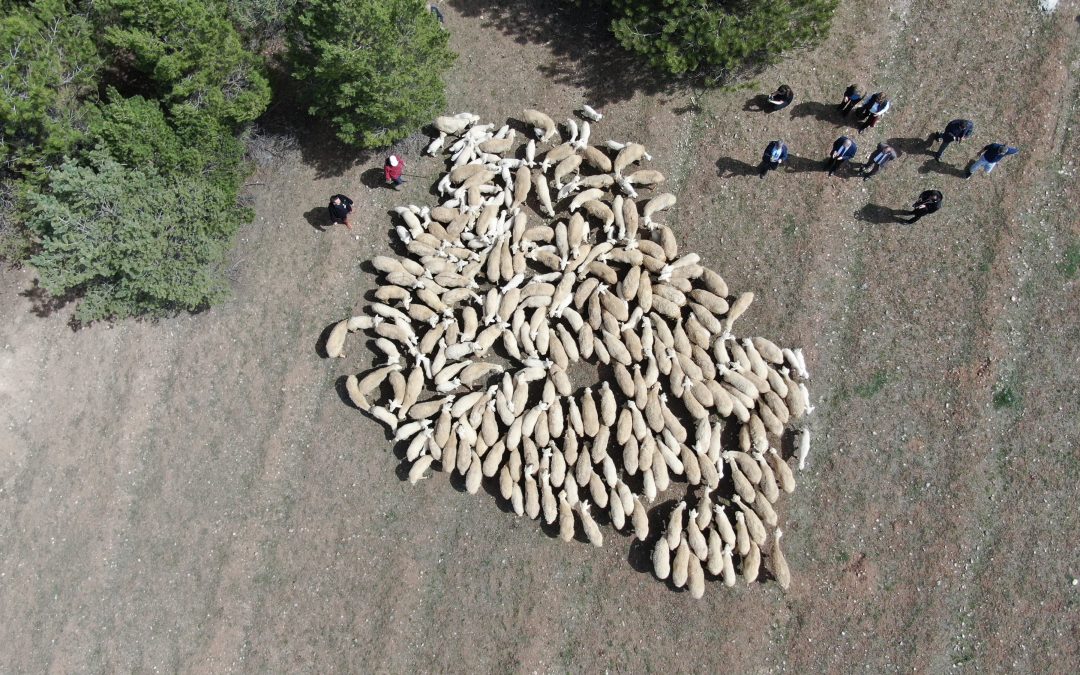 Sivas’ta Kuzu Ölümleri Artıyor