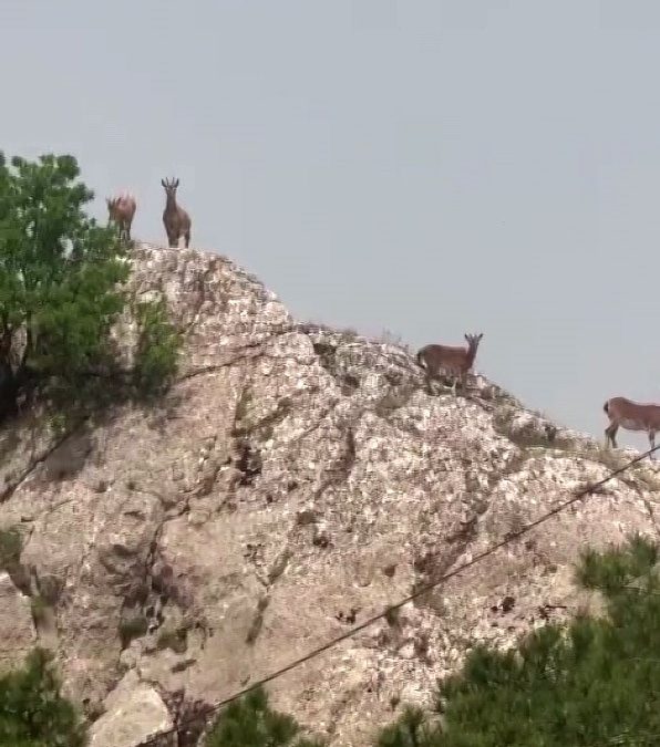 Dağ keçileri sürü halinde Harput’ta görüntülendi