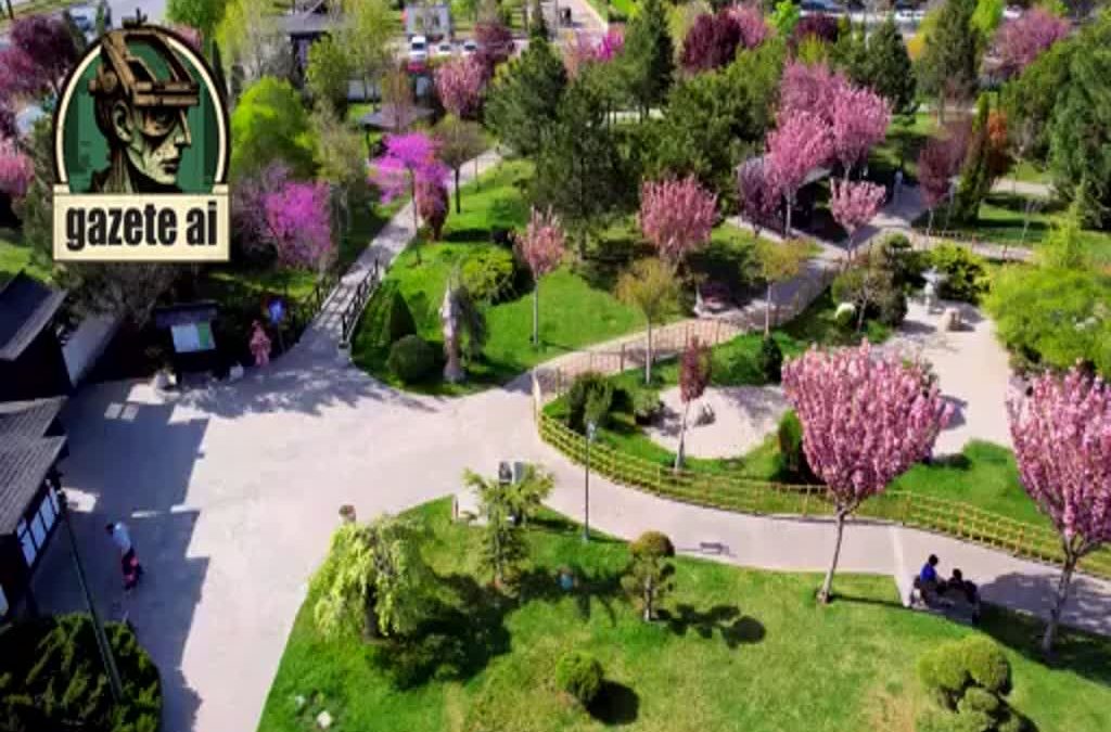 Konya’da Sakura Ağaçları Çiçek Açtı, Görüntüler Hayran Bıraktı