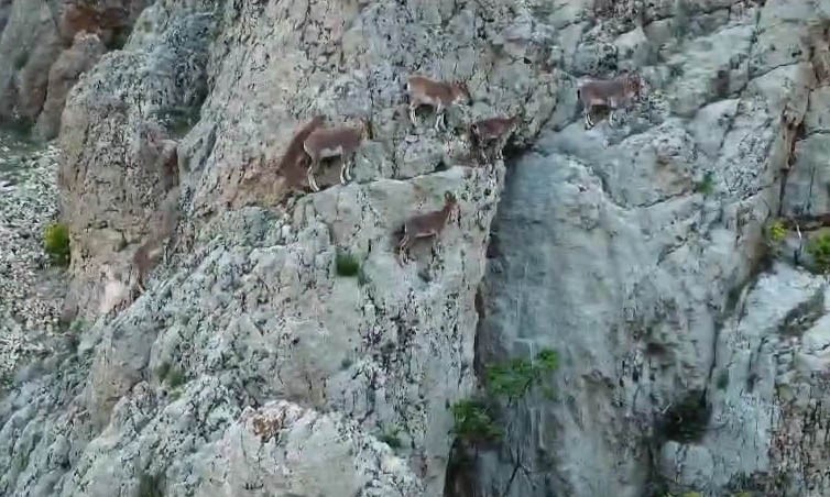 Nesli tükenmekte olan dağ keçileri Palu Kalesi’nde dronla görüntülendi