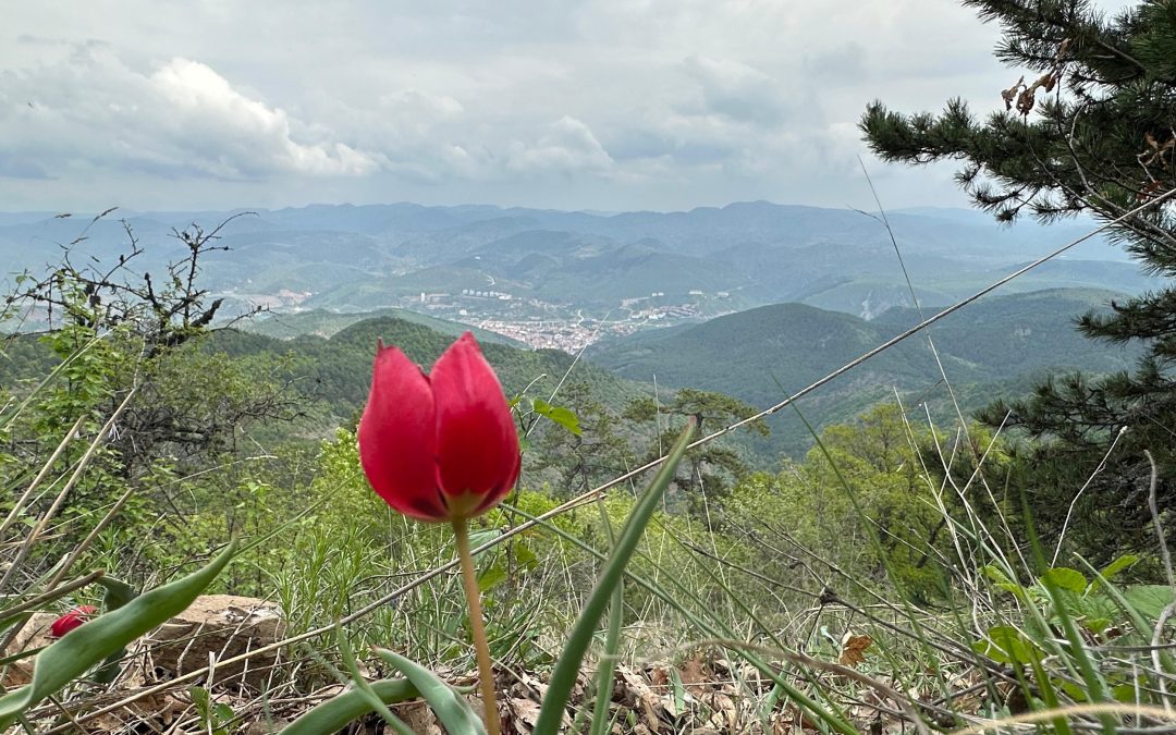 Kızılcahamam Dağ Lalesi Göz Kamaştırıyor