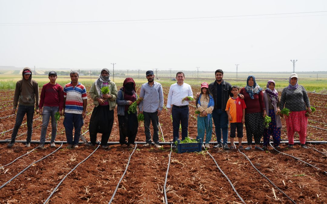 Tarım İşçileri 1 Mayıs’ta Tarlalarda Çalışmaya Devam Ediyor