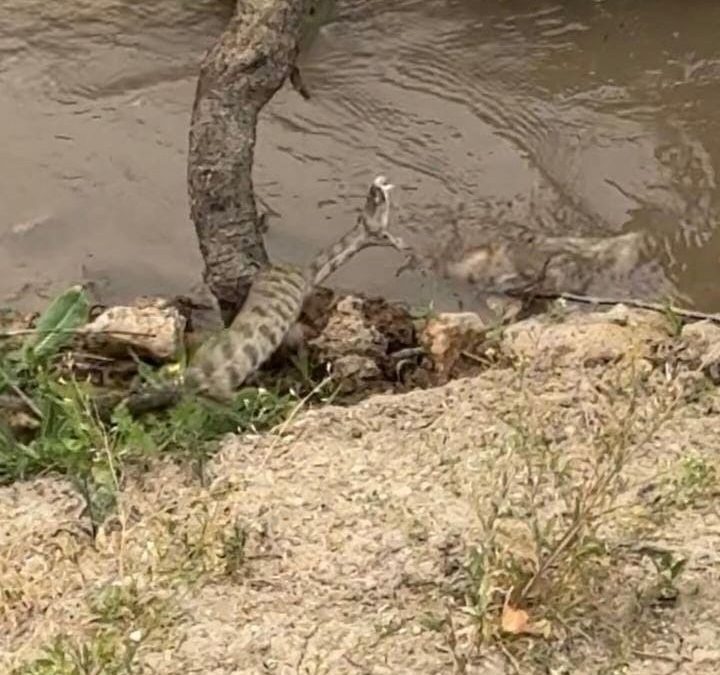 Elazığ’da Koca Engerek Yılanı Görüntülendi