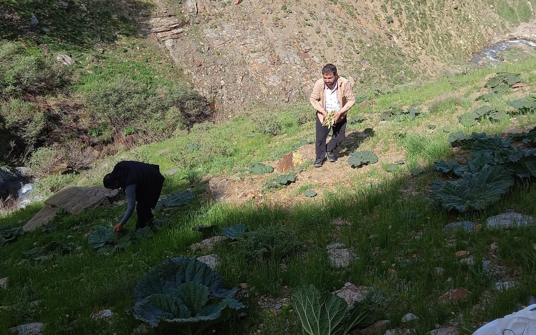 Bitlis’te Yayla Muzu Toplama Mevsimi Başladı