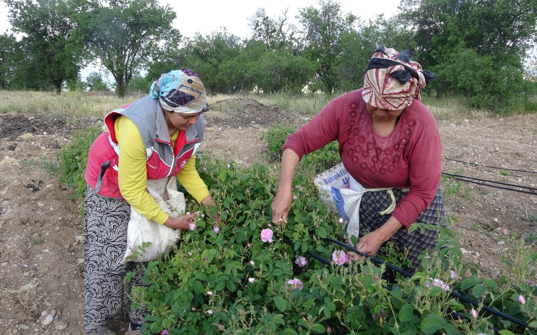 Isparta’da Gül Hasadı Sezonu Erken Başladı