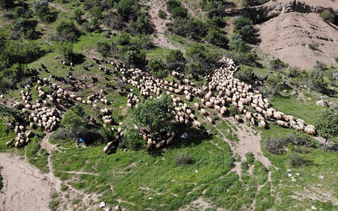 5 bin insan ve 400 bin küçükbaş hayvanın zorlu yayla yolculuğu başladı