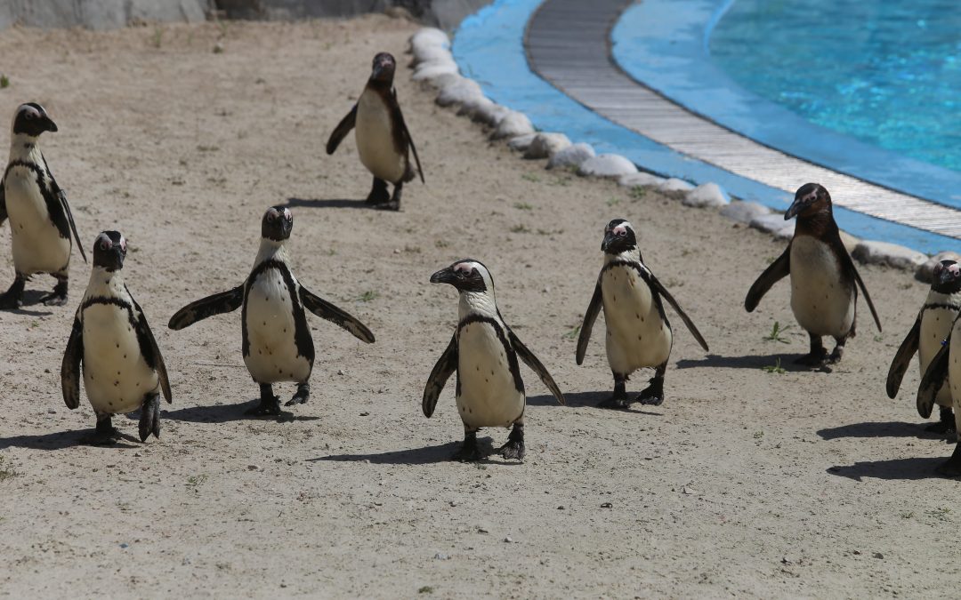 Bursa Hayvanat Bahçesi’nde Penguen Ailesine 2 Yeni Üye