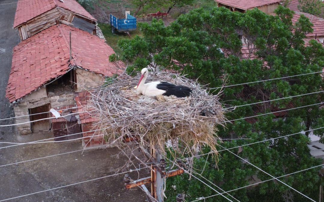 Leylekler Yumurtalarını Korumak İçin Dronu Kovaladı