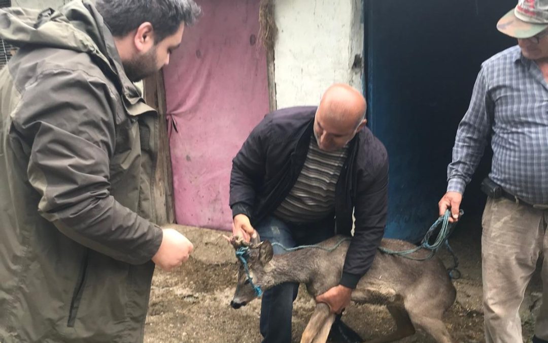 Karaca, Sulama Kanalından Kurtarıldı ve Doğaya Salındı