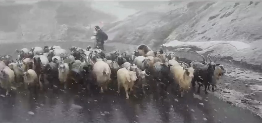 Hakkari’de okul müdürleri kuzuları soğuktan kurtardı